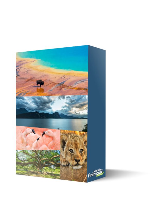 Le Monde des Animaux - Abonnement 1 an - 4 n° + Le coffret reliures Le monde des animaux